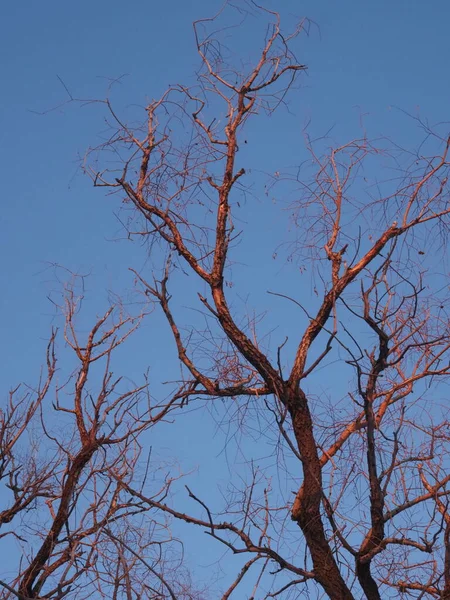 Crowns Trees Rays Setting Sun — Photo