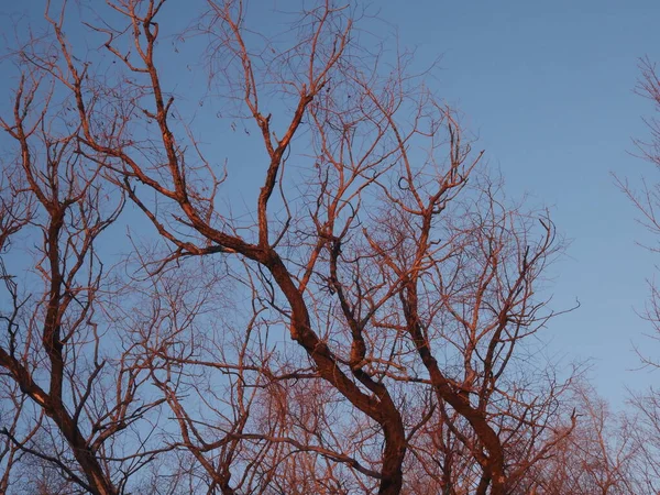 Crowns Trees Rays Setting Sun — Foto Stock