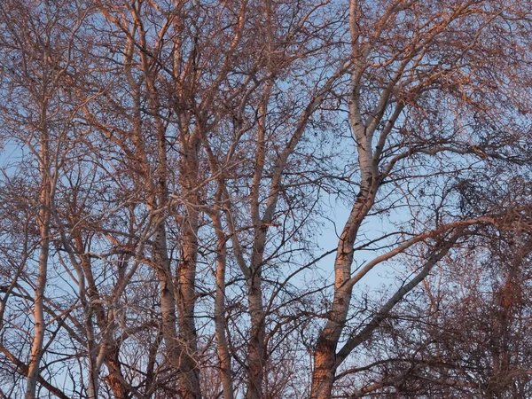 Crowns Trees Rays Setting Sun — Foto Stock