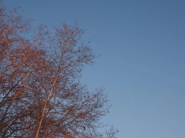 Crowns Trees Rays Setting Sun — Foto de Stock