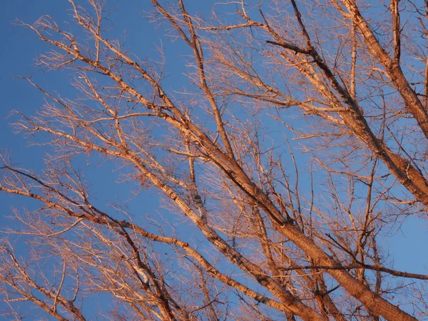 Crowns Trees Rays Setting Sun — ストック写真