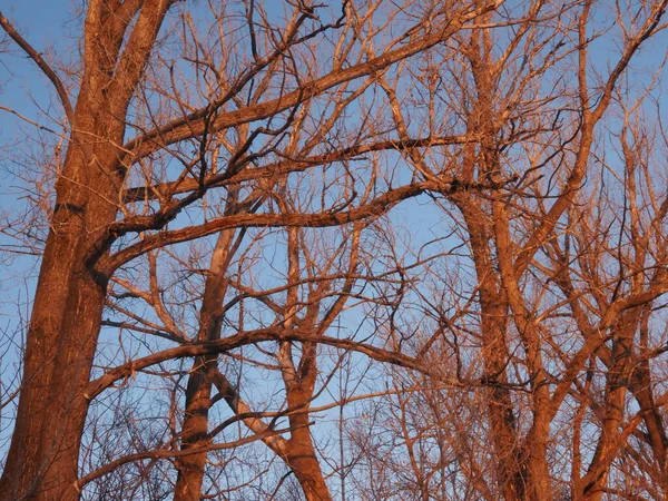 Crowns Trees Rays Setting Sun — стоковое фото