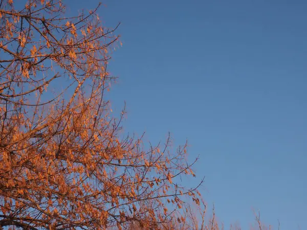 Crowns Trees Rays Setting Sun — Foto Stock