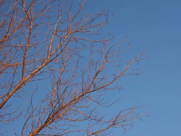 Crowns Trees Rays Setting Sun — Zdjęcie stockowe