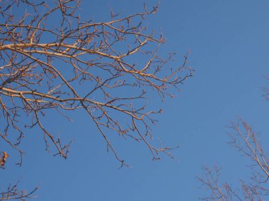 the crowns of trees in the rays of the setting sun