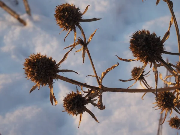 Dry Plants Snow Covered Meadow — 스톡 사진