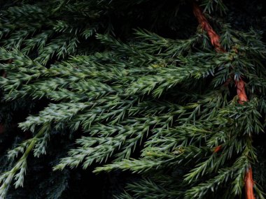 Yaz güneşi ardıç kuşlarının genç filizlerini aydınlatıyor.