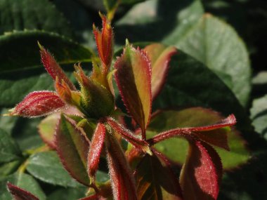 Yaz bahçesinde genç bir gül filizlendi.