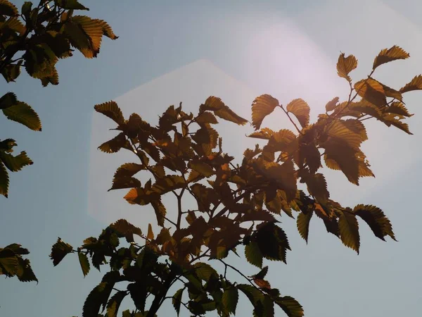 Ветви Вяза Лучах Яркого Летнего Солнца — стоковое фото