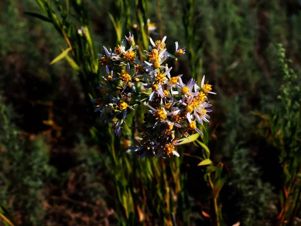 Квітуча Галатателла Ангустіма Літньому Лузі — стокове фото