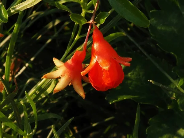 Melograno Fiore Nel Giardino Estivo — Foto Stock