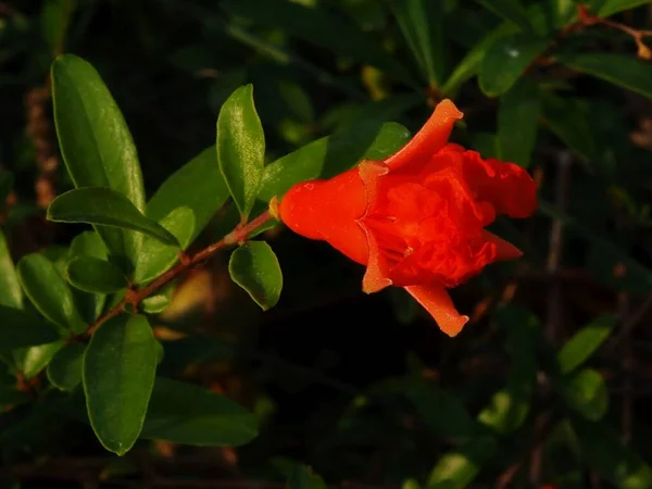 Melograno Fiore Nel Giardino Estivo — Foto Stock