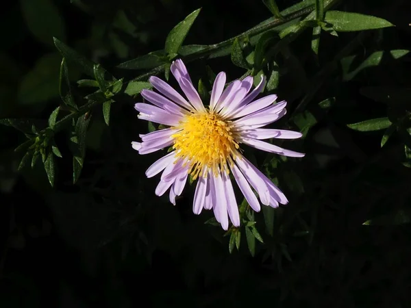 Symphyotrichum Novi Belgii Flor Jardim Verão — Fotografia de Stock