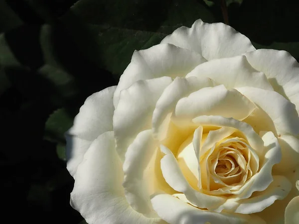 Rosa Branca Jardim Verão — Fotografia de Stock