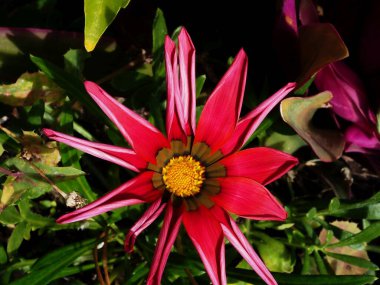 Gazania çiçeği sabah güneşinde açılır