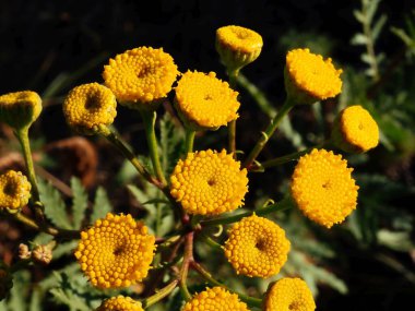 Tansy 'nin parlak cilt yüzeyi sabah güneşinde