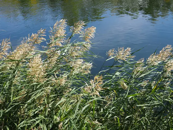 Caña Fondo Río Que Fluye — Foto de Stock