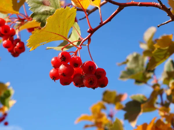 Mavi Gökyüzü Arka Planında Hawthorn Dalları — Stok fotoğraf