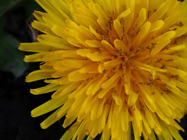 Flor Dente Leão Sol — Fotografia de Stock