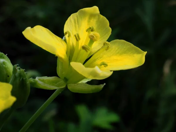 Rúcula Floreciente Jardín — Foto de Stock