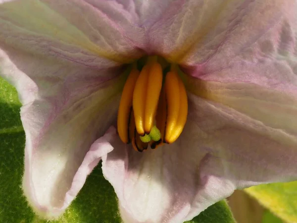 Fiore Melanzane Sole — Foto Stock