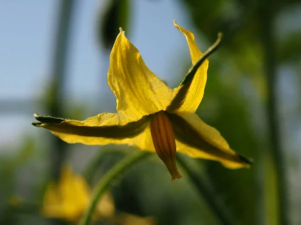 Flor Tomate Sol — Fotografia de Stock