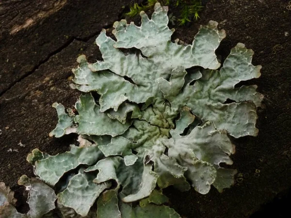 Ağaçtaki liken Physiaceae