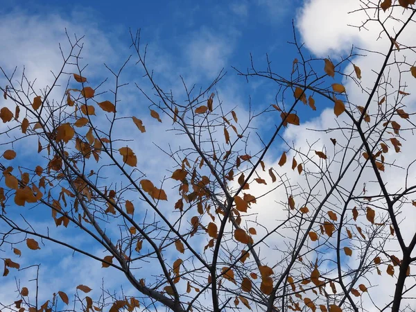 Fallande Löv Blå Himmel Bakgrund — Stockfoto