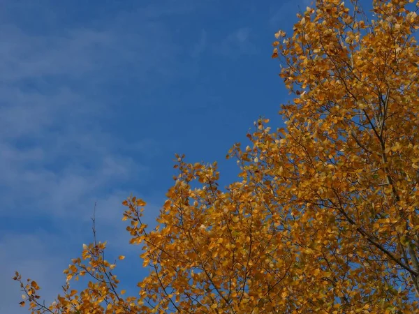 Grenar Träd Med Gula Blad Mot Blå Himmel — Stockfoto