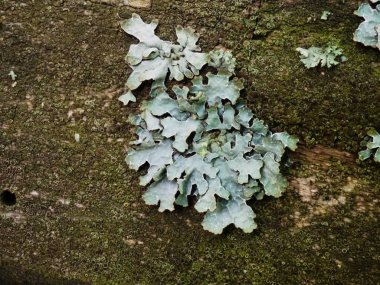 Ağaçtaki liken Physiaceae