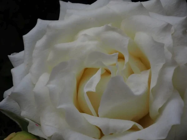 Rosa Branca Jardim — Fotografia de Stock