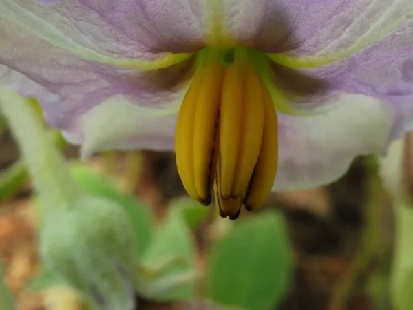 Fiore Melanzane Giardino — Foto Stock