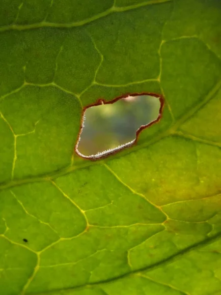 Das Ursprüngliche Loch Blech — Stockfoto