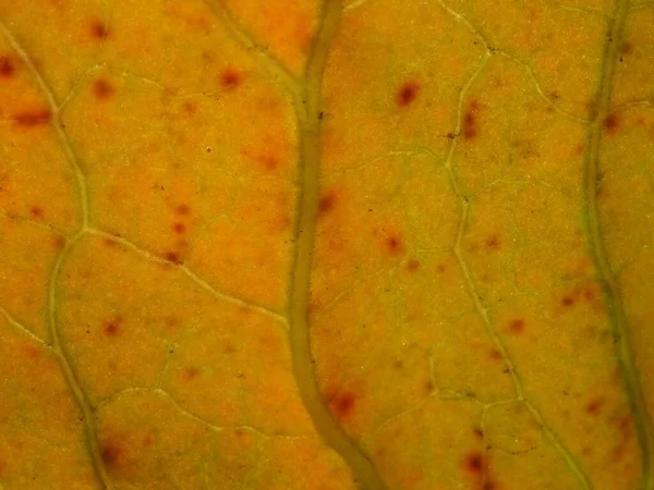 Original Texture Autumn Leaf — Stock Photo, Image