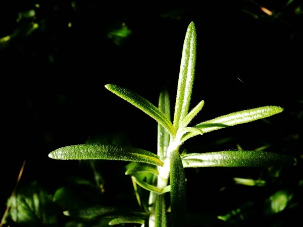 Artemisia Dracunculus 在草地上逃跑 — 图库照片