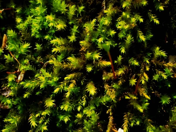 Sphagnum Mechu Stromě Lese — Stock fotografie