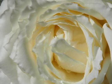 Bahçedeki beyaz gül