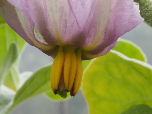Баклажаны Цветок Саду — стоковое фото