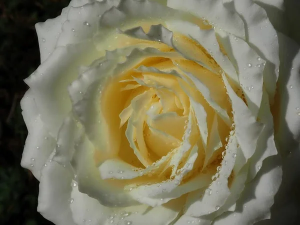 Rosa Branca Jardim — Fotografia de Stock