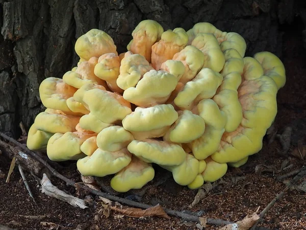 Houba Laetiporus Síra Stromě — Stock fotografie