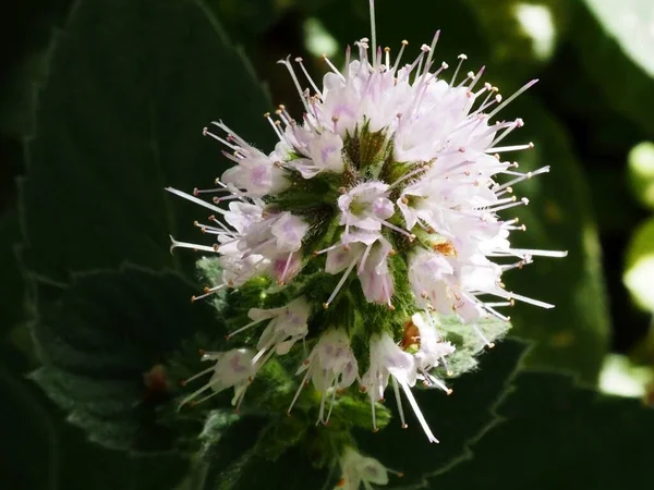 Blooming Mint Garden — Stock Photo, Image