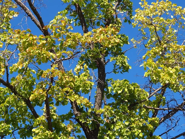 Takken Met Geel Gebladerte Tegen Een Blauwe Lucht Achtergrond — Stockfoto