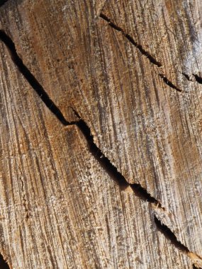 Testere ağacının orijinal yapısı