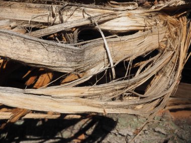 Bir kasırga tarafından kırılan bir ağacın lifleri.