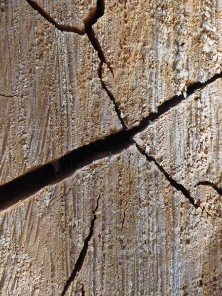 Estrutura Original Árvore Serrada — Fotografia de Stock