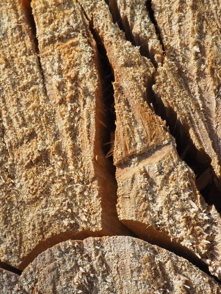 Estrutura Original Árvore Serrada — Fotografia de Stock