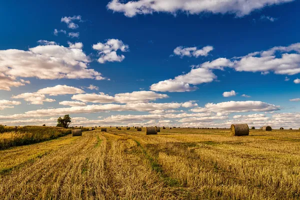 秋天阳光灿烂的日子里 田里堆满了干草堆 多云的天空背景下的乡村风景 农田里小麦的黄金收获 — 图库照片
