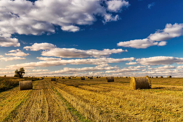 Scene with haystacks on the field in autumn sunny day. Rural landscape with cloudy sky background. Golden harvest of wheat in an agricultural field.