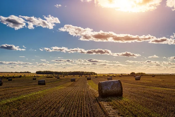 Scène Met Hooibergen Het Veld Herfst Zonnige Dag Landelijk Landschap — Stockfoto