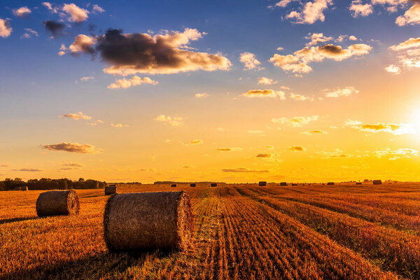A field with haystacks on an autumn evening with a cloudy sky in the background at sunset or sunrise. Procurement of animal feed in agriculture. 